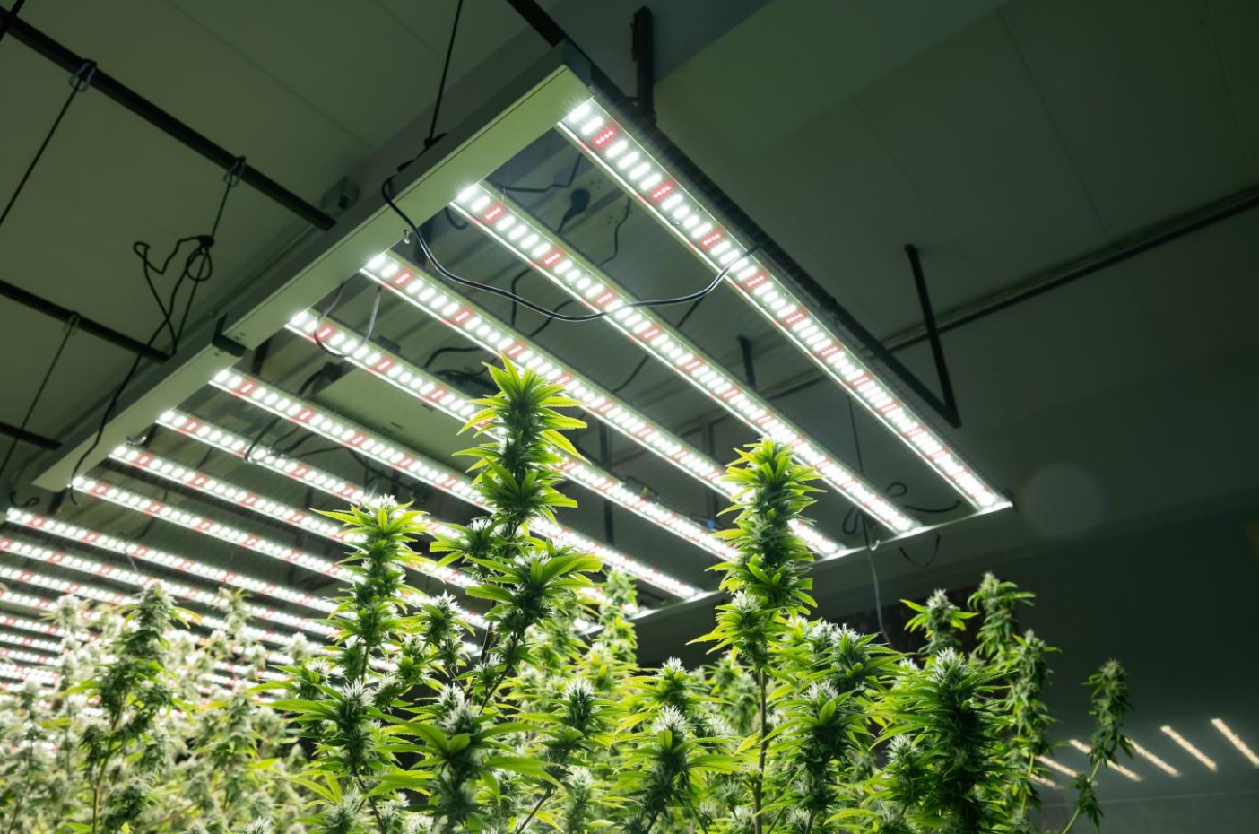 Embracing the Green Future | Cannabis Horticulture Lighting prefered Refond